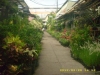 bratang-pasar-bunga6