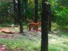 Taman Safari Indonesia 2, Prigen