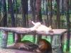 Taman Safari Indonesia 2, Prigen