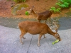 Taman Safari Indonesia 2, Prigen