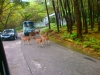 Taman Safari Indonesia 2, Prigen