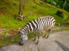 Taman Safari Indonesia 2, Prigen