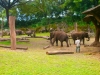 Taman Safari Indonesia 2, Prigen