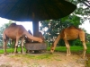 Taman Safari Indonesia 2, Prigen