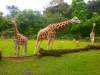 Taman Safari Indonesia 2, Prigen
