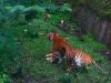 Taman Safari Indonesia 2, Prigen