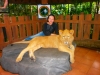 Taman Safari Indonesia 2, Prigen